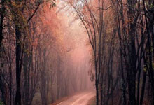 3377体育：巡护员一天两次偶遇野生国宝！熊猫：没想到吧今天营业两次.